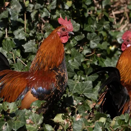 Apartament Meschermolen 2