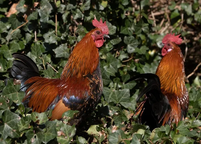 Apartamento Meschermolen 2